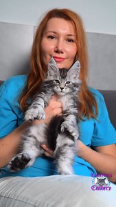 5.4K views · 2.7K reactions | #cw_a Just look at the size of those paws! One of Rada’s poly sons #cutecats #kittenoftheday #mainecoon #petsofinstagram | Tassel Ears Maine Coon Cattery | Facebook