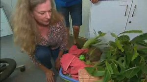 Koala saved from Australian fire reunited with rescuer