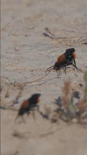 Velvet Ants visit Bee burrows