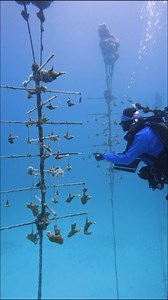 119K views · 559 reactions | At our Carysfort nursery, the "frag and...