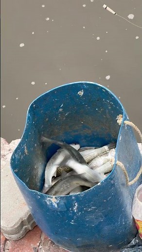 Best way to catch mullet fish! / RAW CATCH