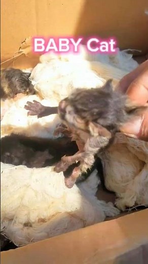 Saving an Abandoned Newborn Kitten – Heart Touching Rescue Story