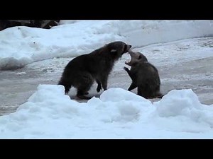 Raccoon & opossum fight