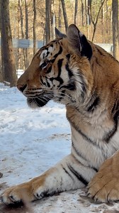 Tigers like Mila love stinky things, whether that’s a fun scent we intentionally put on their enrichment, or in this case, just stinky muddy snow. Scent enrichment is a great way to keep their minds working and their brains healthy. #carolinatigerrescue #predatorsnotpets #pittsboronc | Carolina Tiger Rescue