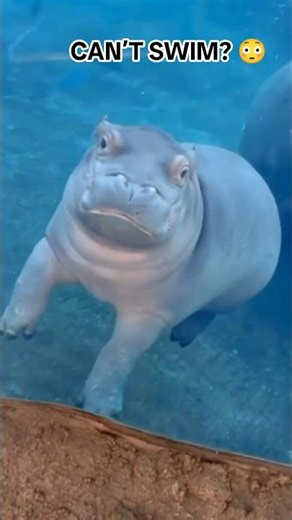 Hippos Can’t Swim… But This Is What They Do 😳