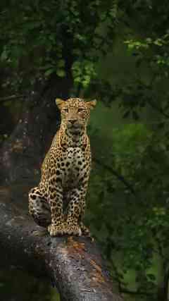 Chasing Light in the Wilderness – A Photographer’s Journey