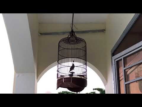 Lark bird singing best song ever 2018