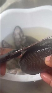 CLEANING N COOKING HASSA /CASCADOO/ARMOREDCATFISH #fish #viral #fyp #youtubeshorts #food #subscribe