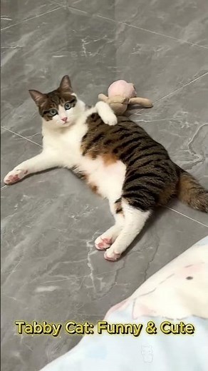 Funny & Cute Tabby Cat! 🐱😂