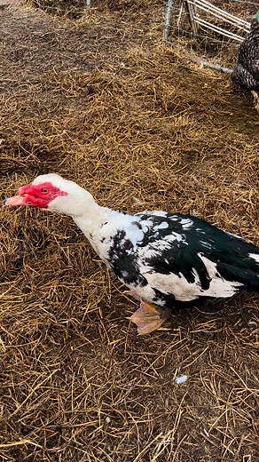 Our Muscovy drake that thinks he is a dog and demands attention #muscovyduck #drake #homesteadlife #justcluckit | Just Cluck It