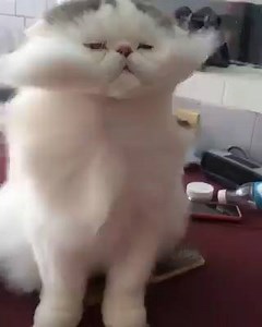 OMG!! That face! | Best Videos In The World