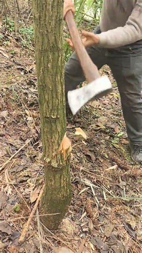 Axe with good steel temper is strong and durable #choppingwood #axe #blacksmith #farm tool#wood