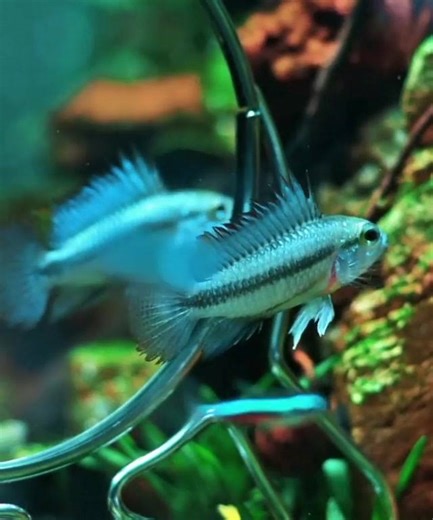 24 reactions | Apistogramma trifasciata vs mirror  #aquascaping #aquaticplants #aquarium #freshwateraquarium #fishkeeping #fishtank #natureaquarium #aquariumsfish #plantedaquarium #plantedtank #aquariumplants #cichlid #dwarfcichlid #apisto #apistogramma #apistogrammatrifasciata | Passionné d'aquariophilie | Facebook