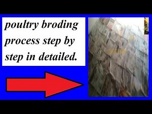 poultry brooding process step by step
