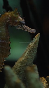 17K views · 105 reactions | Vibrant Seahorse floating underwater #seahorse #underwater #oceanworld #nature #wildlife HA16531 | HAWI Studios | Facebook