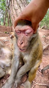 Pain fully cooked Amazing Monkey King 👑 Enjoying Eat some Vegetables 🍆 and Entertainment Funny videos of monkey 😺🐵 #everyonehighlightsfollowers #vilog2024 #viralreelsシ #viralpost2024 #viralreelsfacebook #viralreelschallenge #viralvideochallenge #amazingfunnyvideo #viralchallenge #adventure | Movies and Clips Entertainments