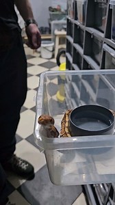 88K views · 89 comments | Ultramel male feeding ☠️ #royalpythons #ballpythonlove #beardeddragon #reptilebreeder #snek #morph #leopardgecko #petsnake #herpetology #animal #morphs #cornsnake #snakelove #reptilelove #livingart #ballpythonofinstagram #snakelovers #reptilesofinsta #serpent #ballpythonsnake #nature #ballpythonlover #babyballpython #snakesofinsta #crestedgecko #ballpythonmorphsofinstagram | Xclusive ball pythons | Facebook