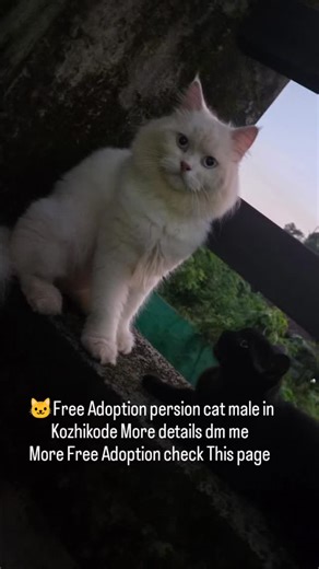 EXOTIC PET ADOPTION on Instagram: "🐱 There's a lovely male Persian cat available for free adoption in Kozhikode! For more details, feel free to send a direct message. You can also find more free adoption opportunities on this page."