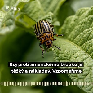 „Mandelinku bramborovou k nám pašují američtí imperialisté a jejich pomahači. Víme dobře, proč to činí!“ zaznělo ve vysílání tehdejšího Československého rozhlasu v létě roku 1954. Připomeňte si s pořadem Archiv Plus další významné události staré 70 let. 🔗 https://rozhl.as/aXG | Český rozhlas Plus