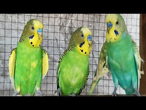 12 hour Budgie Sounds for Lonely birds to make them happy