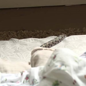 Eek! There's a snake on the bed! 🐍😱 | Animal Planet