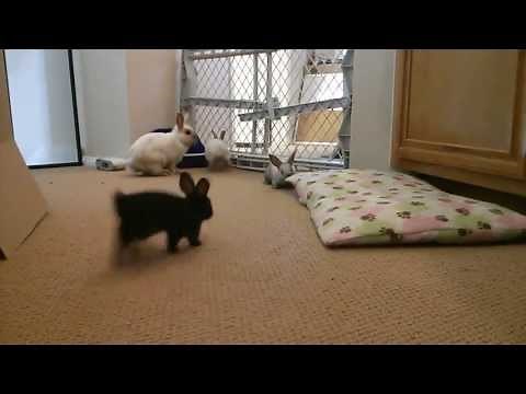 Baby bunny binkies