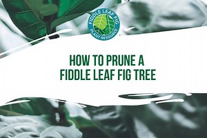 How to Prune a Fiddle Leaf Fig (Video)