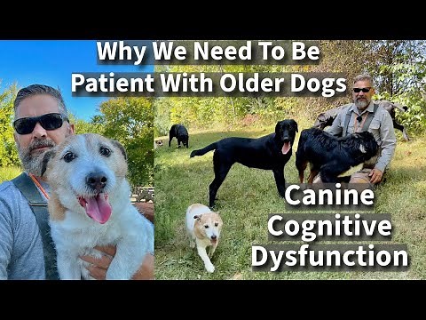 Canine Cognitive Dysfunction | Be Patient With Your Older Dogs