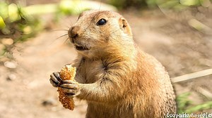 1.5K views · 114 reactions | Prairie Dog ️ The Truth Behind Their...