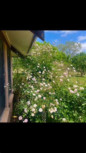 Spring in my garden 🌸 🌷 🌹 🌼 | Mandy Archibald