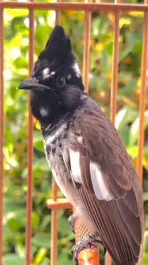 💎Bird Singing🥰 chàomàohót #คนรักนกแดนสะตอ #birds