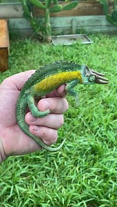 2.9K views · 232 reactions | 年 Rainbow Jackson’s Chameleon | Southern Reptiles | Facebook