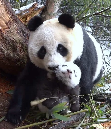 A Mother's Love: Panda Cub in the Wild
