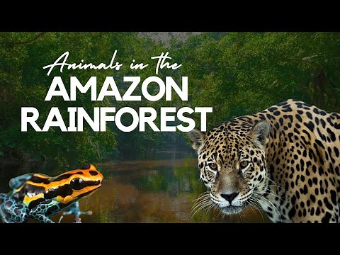 Enchanting World of Rare and Endangered Animals in the #Amazon Rainforest‼️