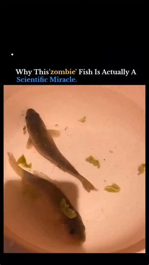 The Explainer on Instagram: "It's quite shocking to see a fish swimming around with its body seemingly hollowed out, but there is a scientific explanation for this "zombie" behavior. This isn't magic or a miracle; it's a combination of biology and timing. Here is a breakdown of why this happens: 1. Spinal Cord and Reflexes In many fish, the central nervous system is highly decentralized. Even if the internal organs and brain are removed, the spinal cord can remain active for a short period. The