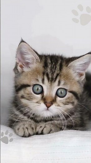 Meet Knose! Award-winning pet insurance in Australia