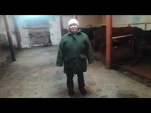 Псороптоз у коров (крс)