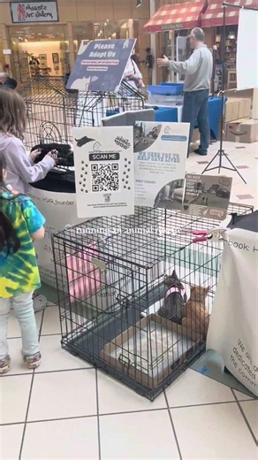 subscribe to learn more about head start animal rescue!