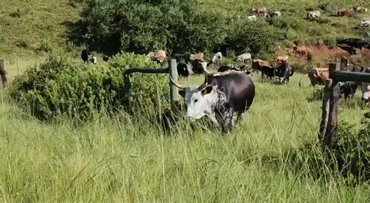 With 2025 in the rearview mirror and 2026 just over the horizon, let’s celebrate the year that was as we begin the grand countdown to a fresh start. This video is the most viewed, liked, and shared video on our page throughout the years. (We still receive notifications of likes and shares daily.) It really captures the beauty of South Africa's Nguni cattle ... the beautiful, mystical cattle of Southern Africa, symbols of peace and prosperity. They are treasured not only for their unique beauty b