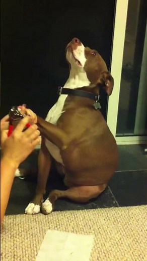 Ginger the overly dramatic Pitbull gets her nails done!