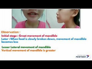 Chewing Patterns with different type of food