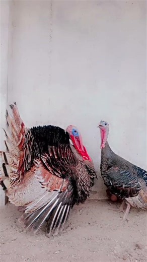 Turkey birds🦃 #pets #global #birds