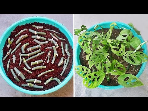GROW 1000s of MONSTERA From Cuttings EASILY [2 Methods]