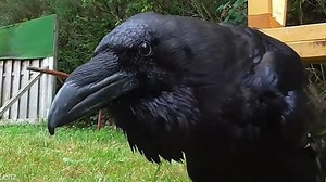 Talented raven able to mimic humans says 'my darling' in German
