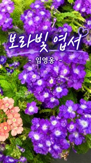 보라빛 꽃처럼 물드는 감성 💜 임영웅 보라빛 엽서