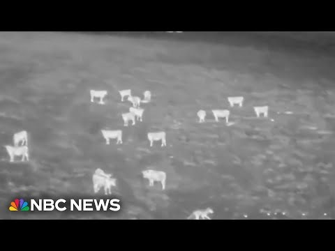 Scientists use drones blasting AC/DC to deter wolves from livestock