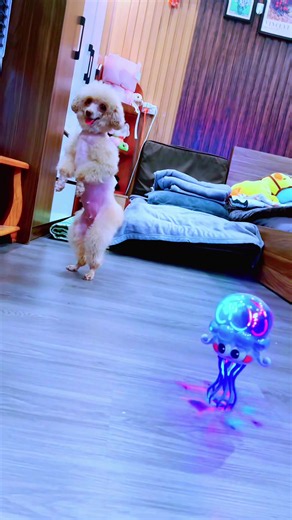 TuTi rất thích Em Bạch Tuộc — clip vui nhộn xả stress