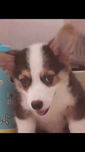 Chu Natalie (@chu.natalie7)’s videos with OH MY LITTLE BABY BOY by BABE - Havu !