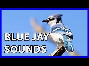 Blue Jay Calls and Sounds