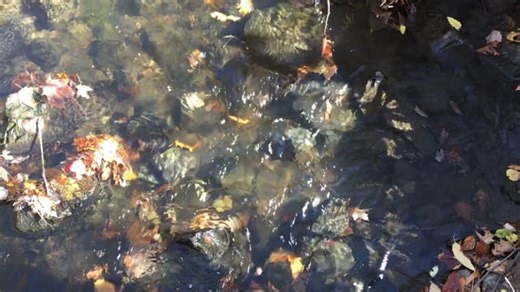 Free video - Cascade, Flow, Creek, Aquatic